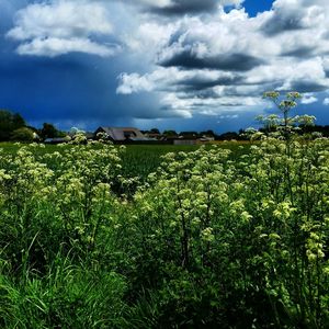 Scenic view of field against cloudy sky