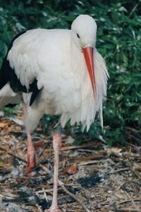 Close-up of duck on field