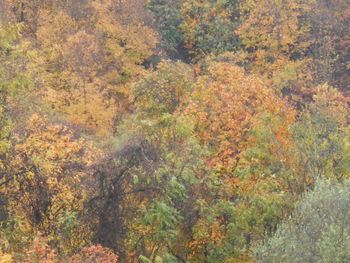 Close-up of trees in forest