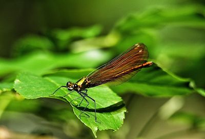 Close-up of insect on plant