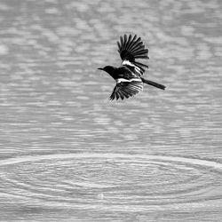 Bird flying over the lake