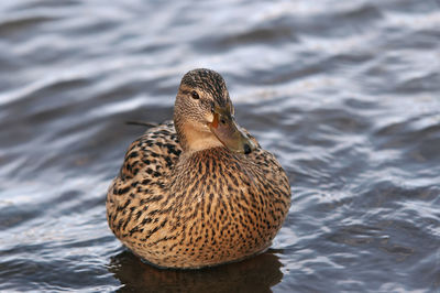 Duck swimming in lake