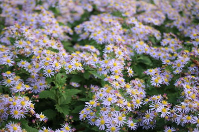 Close-up of purple flowering plants