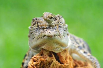 Close-up of lizard