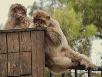 Monkeys sitting on wood