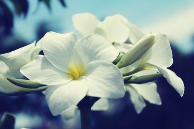 Close-up of white flower