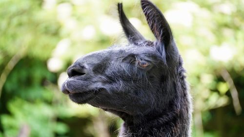 Close-up of a lama chief 