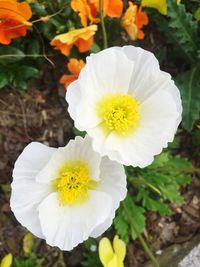 Close-up of yellow flowers blooming outdoors