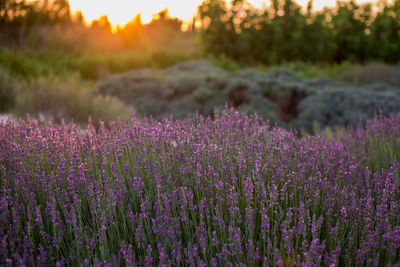 Purple flowering plants on field