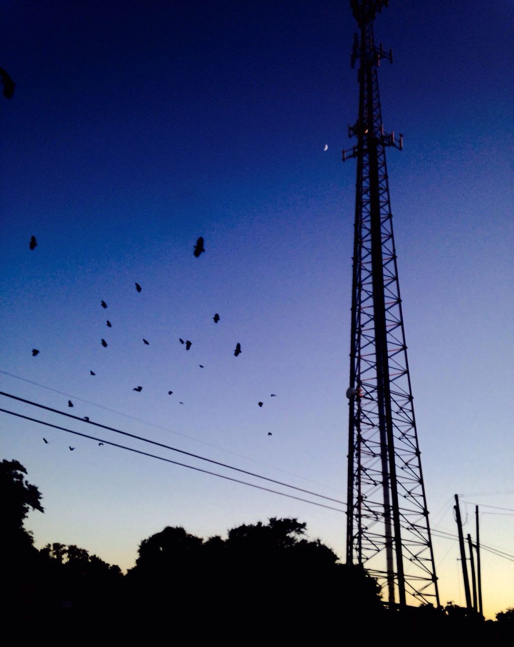 LOW ANGLE VIEW OF SILHOUETTE BIRDS FLYING IN SKY