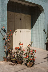 Potted plants against building