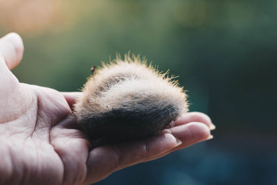 Close-up of hand holding dead cactus