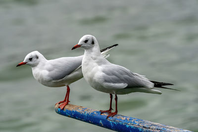 Close-up of seagulls perching on railing