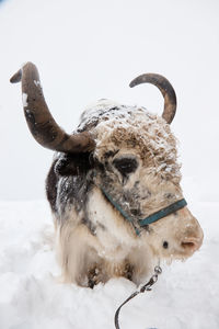 Close-up of cow