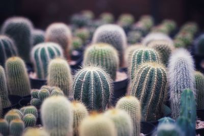 Close-up of succulent plants