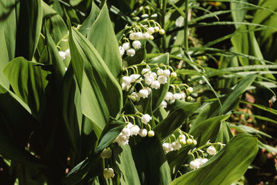 Close-up of fresh green leaves