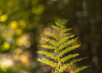 Close-up of pine tree