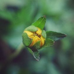 Close-up of yellow flower