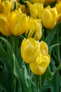 Close-up of yellow tulip