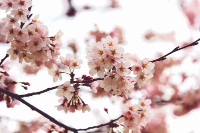 Close-up of apple blossoms in spring