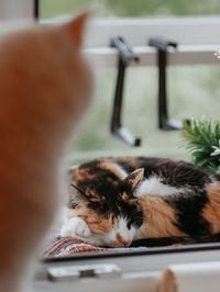 Close-up of a cat sleeping at home