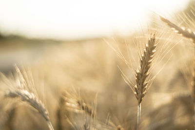 Close-up of wheat growing on field