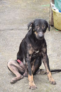 Portrait of black puppy sitting outdoors