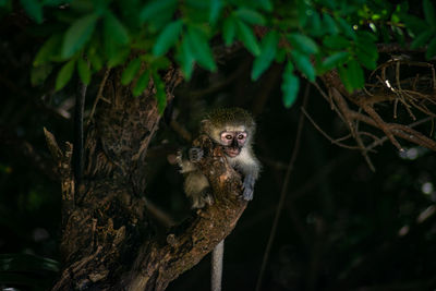 Close-up of baby monkey in tree