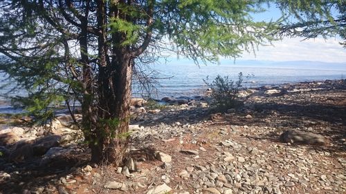 Scenic shot of trees by lake