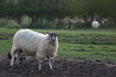 Sheep standing in a field