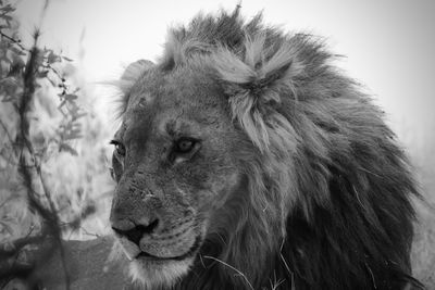 Close-up of a lion looking away