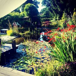 Plant growing on a tree
