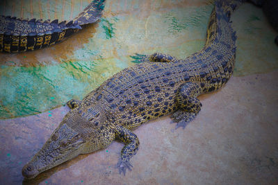 High angle view of crocodile in zoo