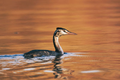 Close up of a heron in water