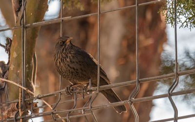 Close-up of bird perching on branch