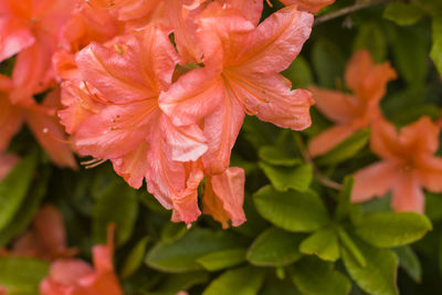 Close-up of hibiscus blooming outdoors