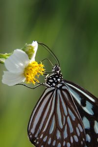 Close-up of butterfly pollinating on flower