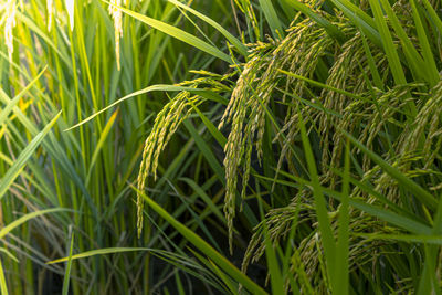 Full frame shot of rice paddy