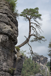 Low angle view of tree against sky