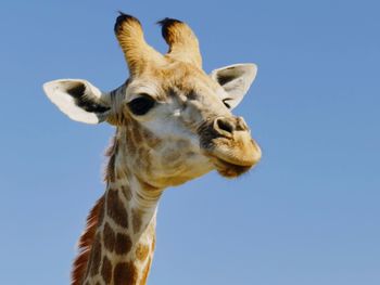 Low angle portrait of giraffe against clear sky