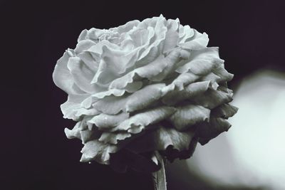 Close-up of rose against black background