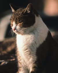 Close-up of a cat looking away