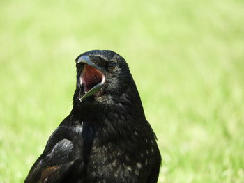 Close-up of a bird looking away
