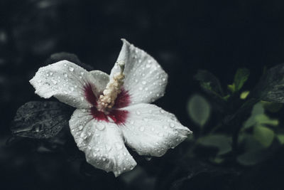 Close-up of water drops on flower