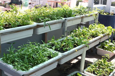 Potted plants in yard