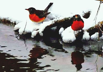bird
