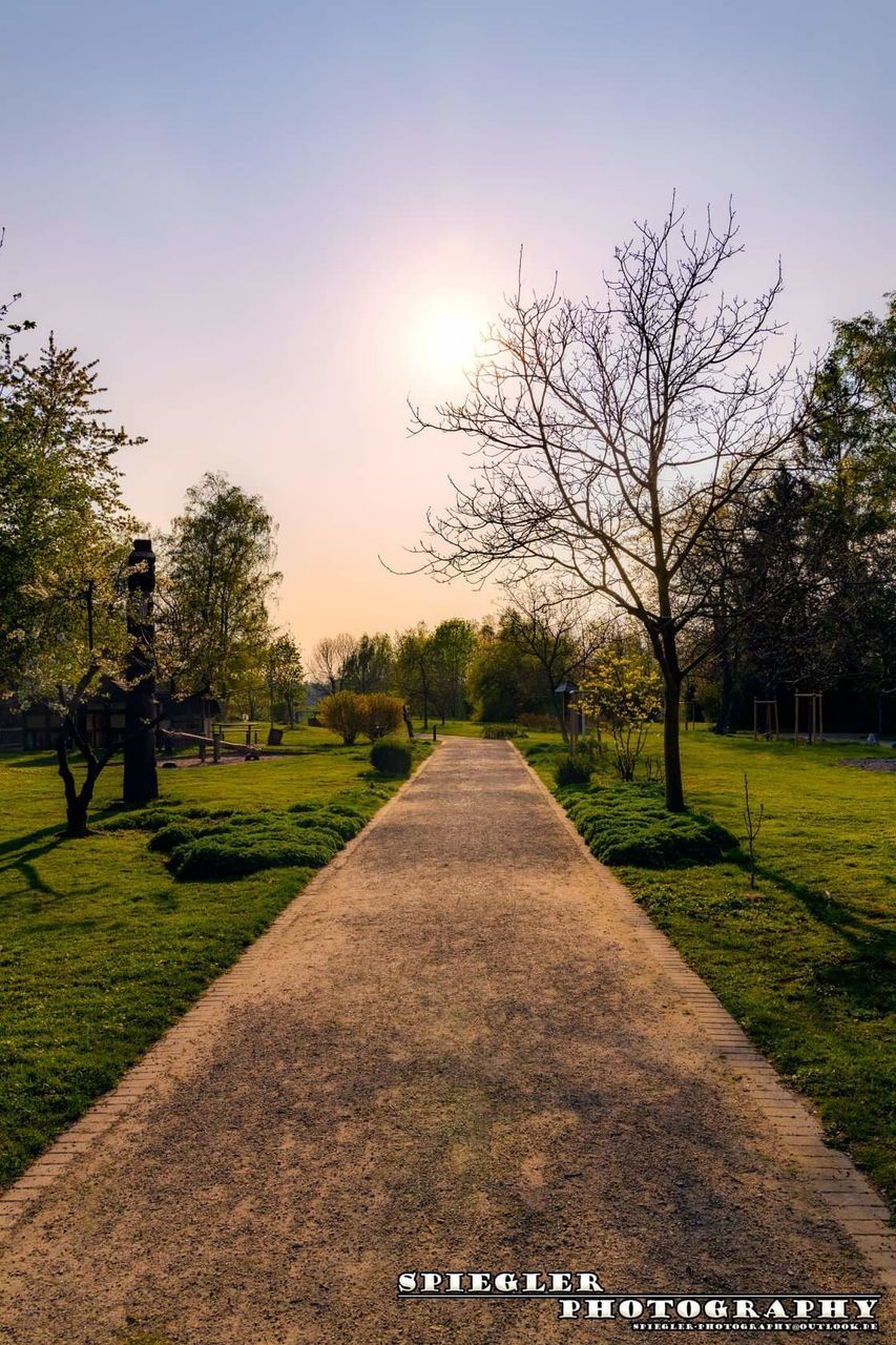 tree, plant, sky, nature, the way forward, direction, no people, tranquility, diminishing perspective, tranquil scene, footpath, sunlight, grass, scenics - nature, outdoors, bare tree, day, growth, park, beauty in nature