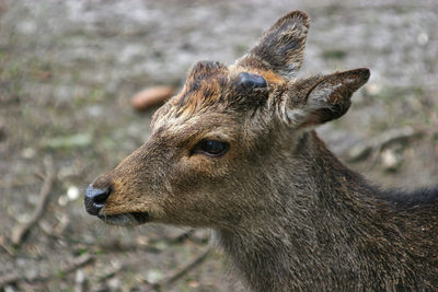 Close-up of deer