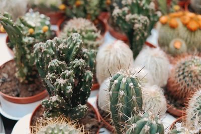 Close-up of succulent plants in market