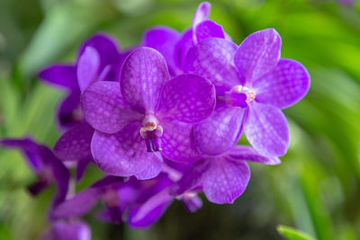 Close-up of purple flowering plant